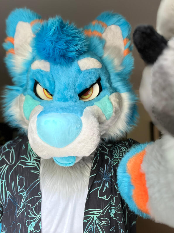 picture by: @Picton_Wolf (twitter)