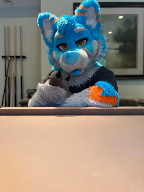 picture by: @Picton_Wolf (twitter)